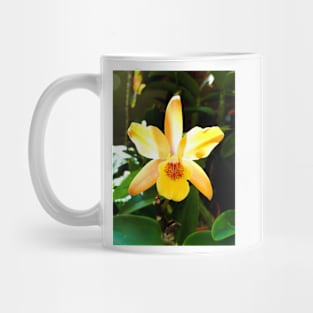 Backlit Orchid Mug